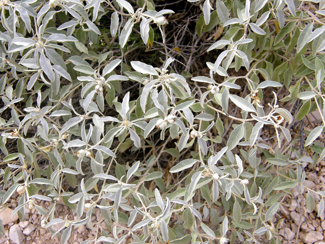 Croton dioicus (Grassland croton) #80159