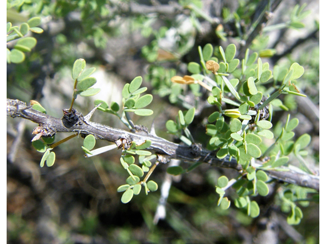 Mimosa turneri (Desert mimosa) #80182