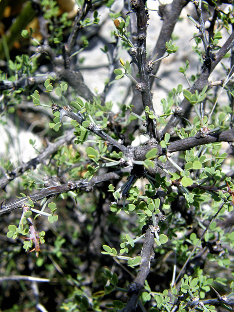 Mimosa turneri (Desert mimosa) #80183