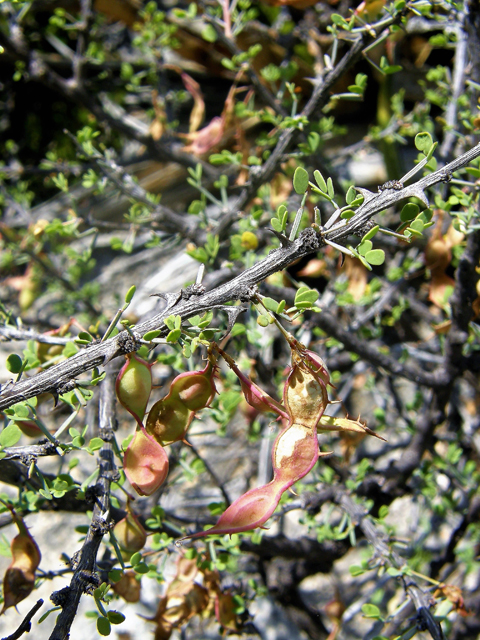 Mimosa turneri (Desert mimosa) #80185