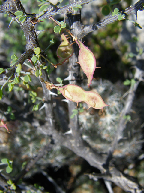 Mimosa turneri (Desert mimosa) #80186