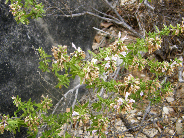 Poliomintha glabrescens (Leafy rosemary-mint) #80219