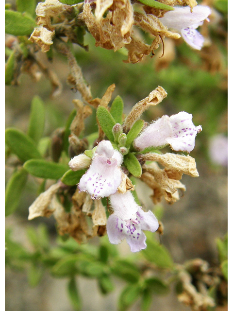 Poliomintha glabrescens (Leafy rosemary-mint) #80220