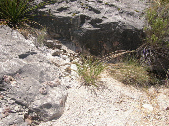 Poliomintha glabrescens (Leafy rosemary-mint) #80227