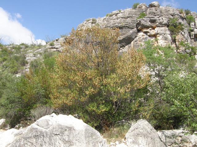 Fraxinus greggii (Gregg's ash) #80245