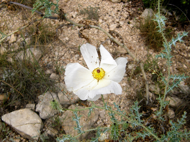 Argemone polyanthemos (Crested pricklypoppy) #80248