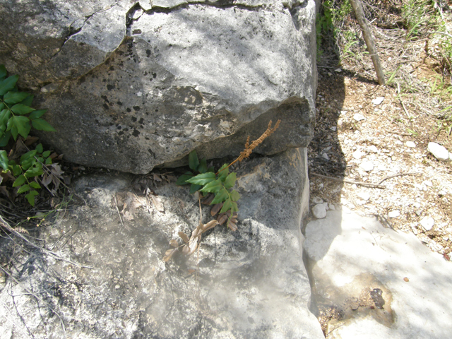 Anemia mexicana (Mexican fern) #80290