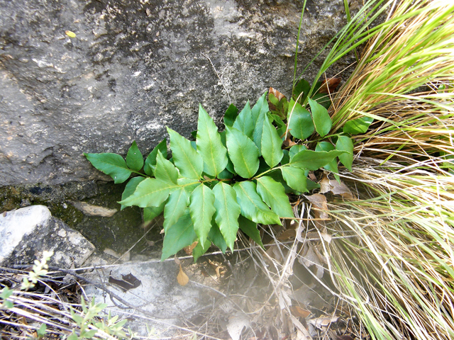 Anemia mexicana (Mexican fern) #80293