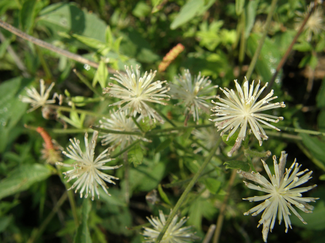 Clematis drummondii (Old man's beard) #80297