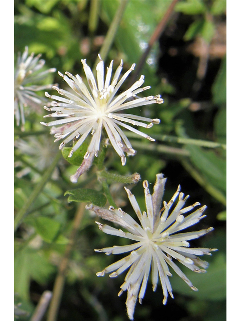 Clematis drummondii (Old man's beard) #80298