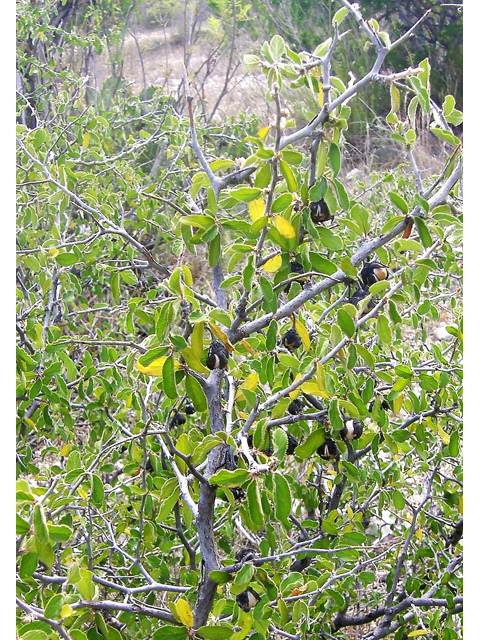 Colubrina texensis var. texensis (Texan hogplum) #80301