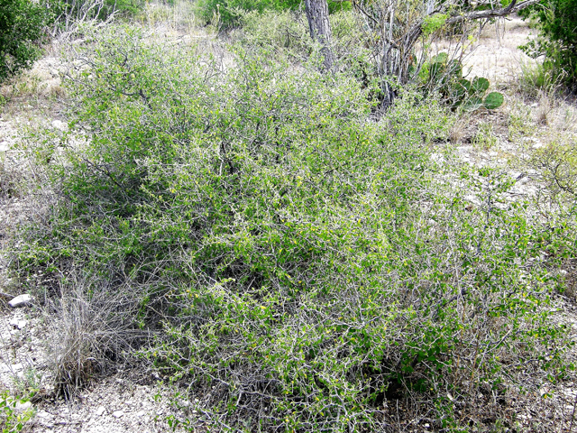 Colubrina texensis var. texensis (Texan hogplum) #80302