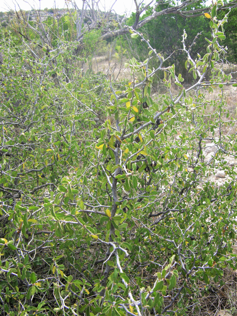 Colubrina texensis var. texensis (Texan hogplum) #80303