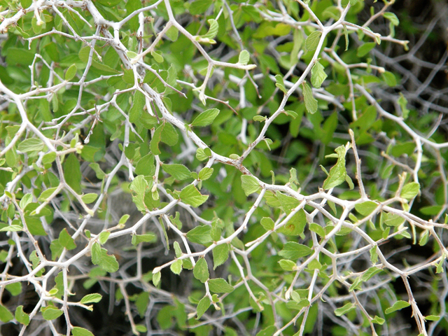 Colubrina texensis var. texensis (Texan hogplum) #80304