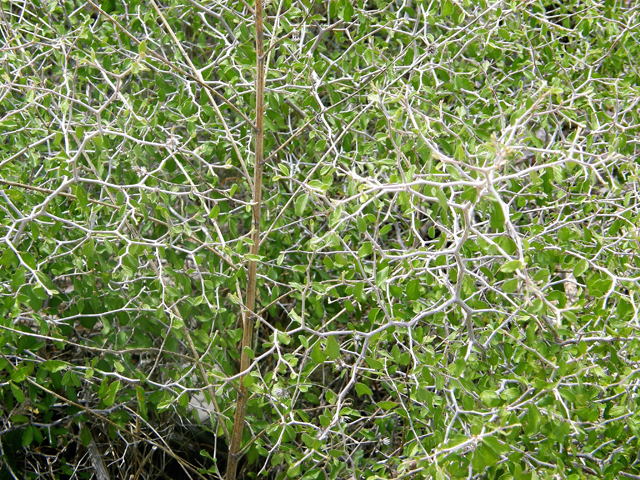 Colubrina texensis var. texensis (Texan hogplum) #80305