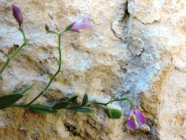 Polygala lindheimeri (Shrubby milkwort) #80399