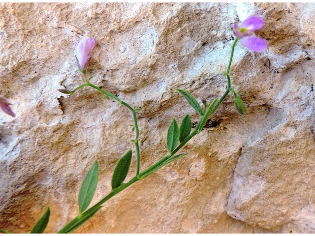 Polygala lindheimeri (Shrubby milkwort) #80400