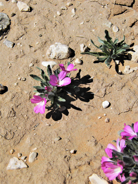 Stenandrium barbatum (Early shaggytuft) #80415