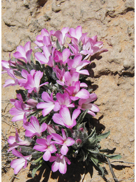 Stenandrium barbatum (Early shaggytuft) #80423