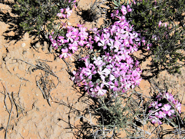 Stenandrium barbatum (Early shaggytuft) #80424