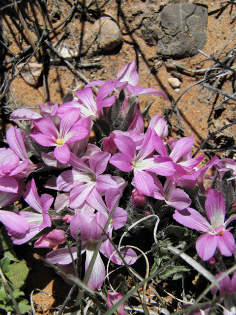 Stenandrium barbatum (Early shaggytuft) #80434