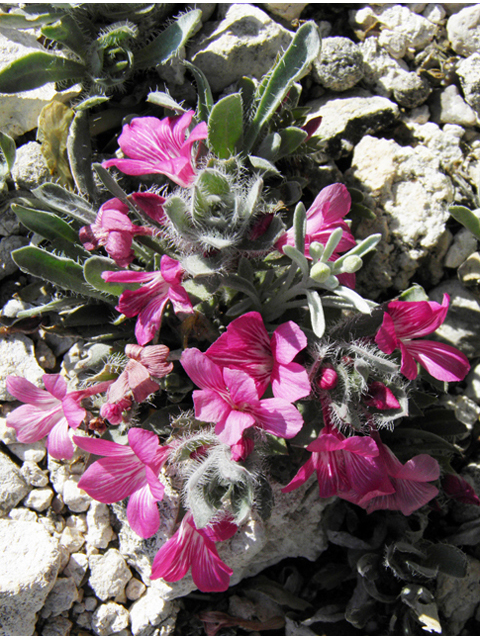 Stenandrium barbatum (Early shaggytuft) #80439