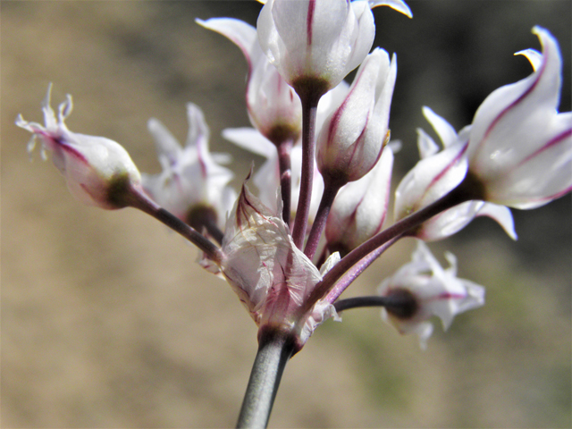 Allium drummondii (Drummond's onion) #80442