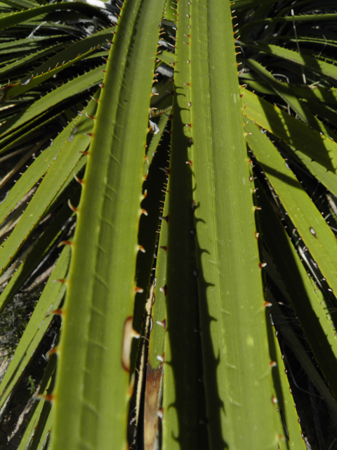 Dasylirion leiophyllum (Green sotol) #80453