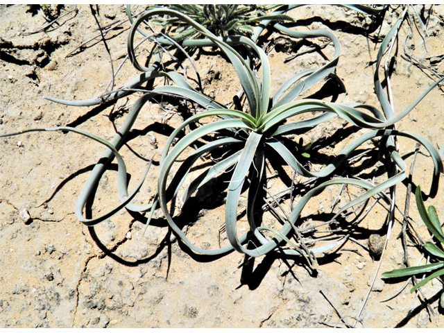 Yucca baccata (Banana yucca) #80455