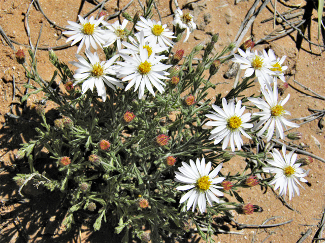 Aphanostephus ramosissimus (Plains dozedaisy) #80463