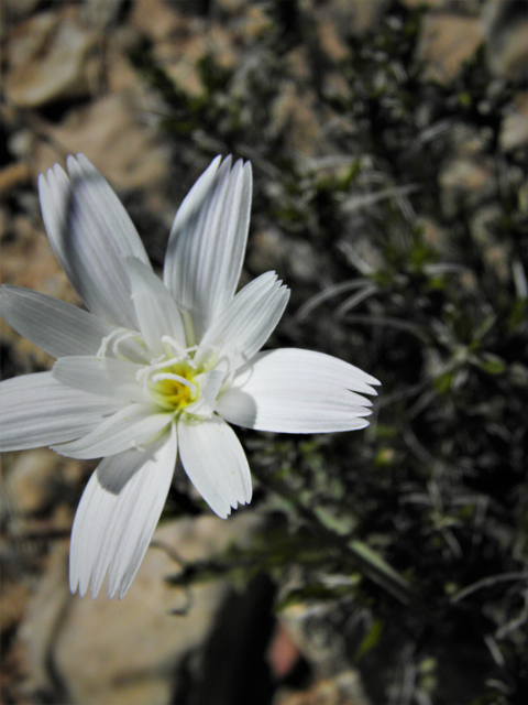 Rafinesquia neomexicana (New mexico plumeseed) #80528