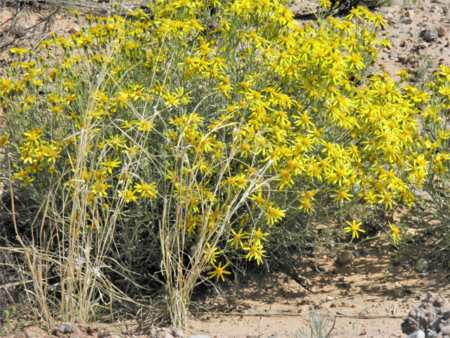 Senecio flaccidus (Threadleaf ragwort) #80529