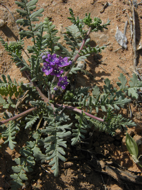 Phacelia popei (Pope's phacelia) #80612