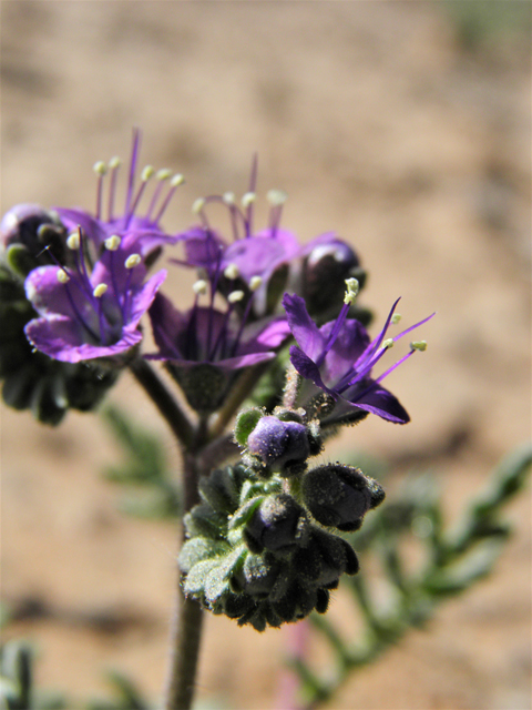 Phacelia popei (Pope's phacelia) #80615