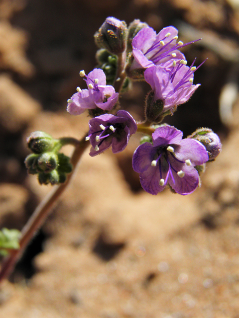 Phacelia popei (Pope's phacelia) #80616