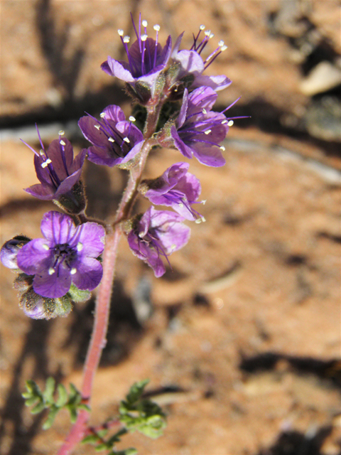 Phacelia popei (Pope's phacelia) #80617