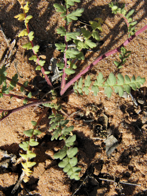 Phacelia popei (Pope's phacelia) #80618