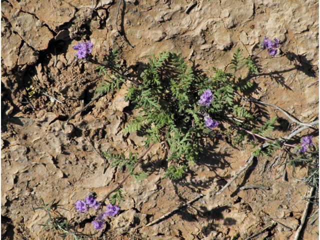 Phacelia popei (Pope's phacelia) #80621