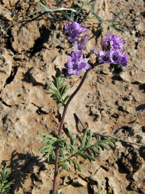 Phacelia popei (Pope's phacelia) #80622