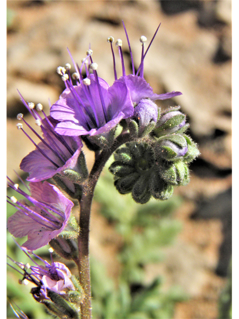 Phacelia popei (Pope's phacelia) #80625