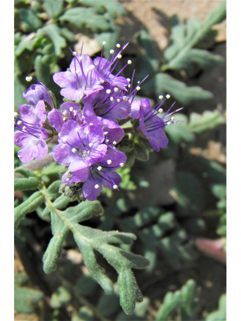 Phacelia popei (Pope's phacelia) #80628