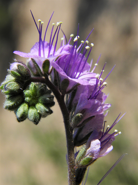 Phacelia popei (Pope's phacelia) #80630