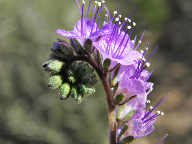 Phacelia popei (Pope's phacelia) #80631