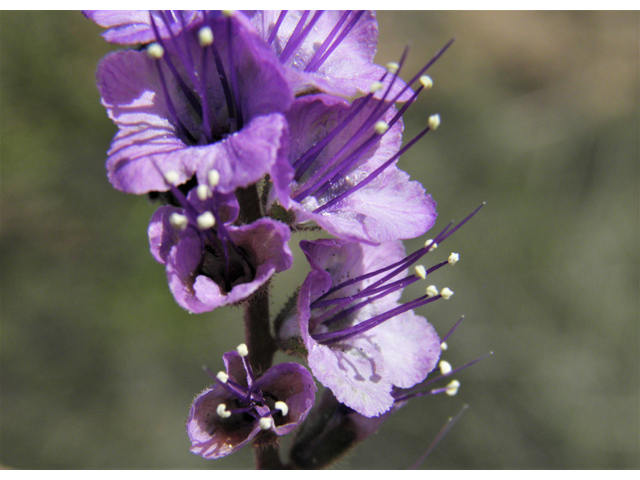 Phacelia popei (Pope's phacelia) #80632