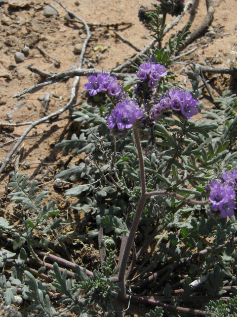 Phacelia popei (Pope's phacelia) #80633