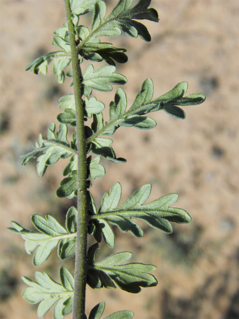 Phacelia popei (Pope's phacelia) #80636