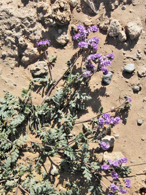 Phacelia popei (Pope's phacelia) #80640