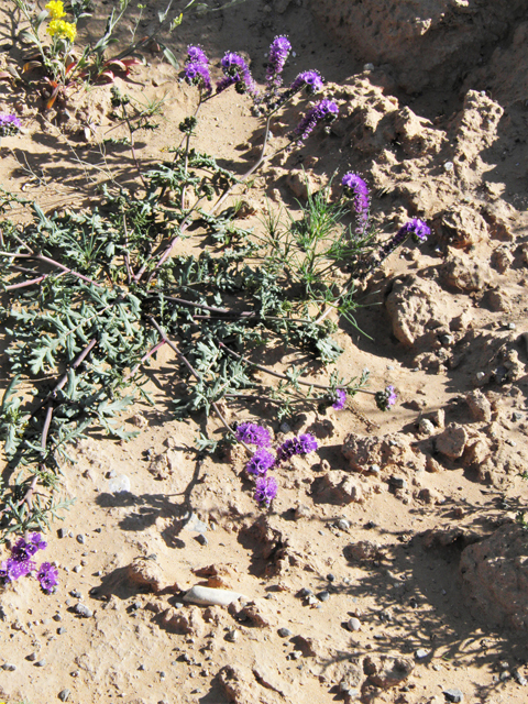 Phacelia popei (Pope's phacelia) #80641