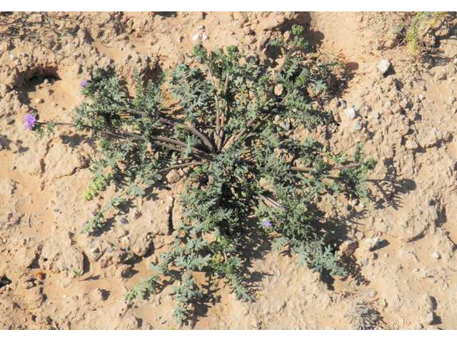 Phacelia popei (Pope's phacelia) #80643