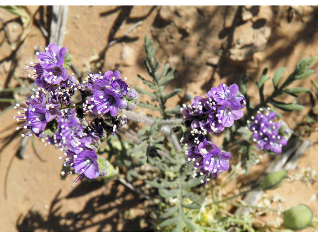 Phacelia popei (Pope's phacelia) #80644